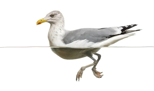 Europeu Herring Gull flutuando na água, Larus argentatus, i — Fotografia de Stock