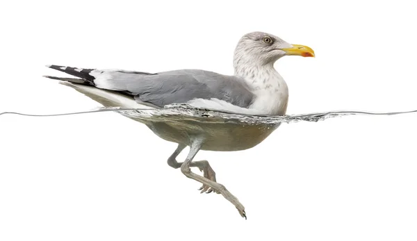 Europeu Herring Gull flutuando na água, Larus argentatus, i — Fotografia de Stock