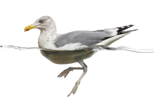 European Herring Gull floating in the water, Larus argentatus, i — Stock Photo, Image