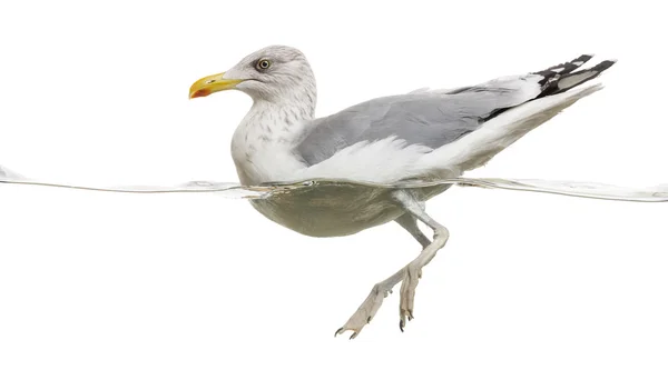 Gaviota de Arenque Europea flotando en el agua, Larus argentatus, i — Foto de Stock