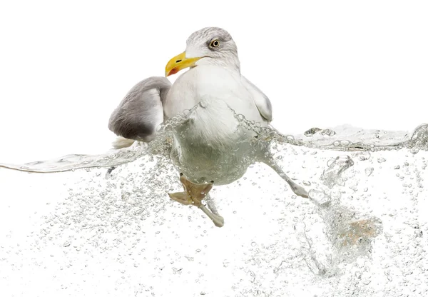 Vadászat a Zavarosban vizeken, larus argenta úszó, ezüstsirály — Stock Fotó