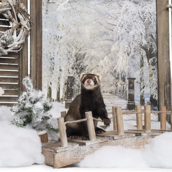 Ferret på en bro i ett vinter landskap — Stockfoto