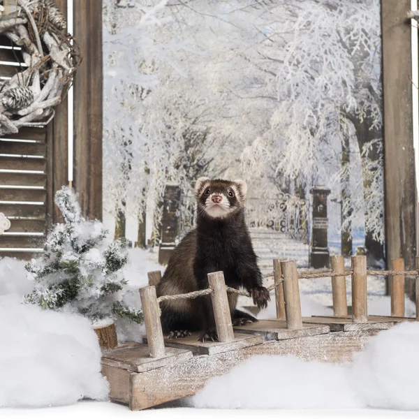 冬天的景色里一座桥上雪貂 — 图库照片