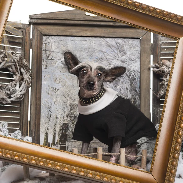 Verkleed Chinese crested dog in een winter landschap met frame, 9 — Stockfoto