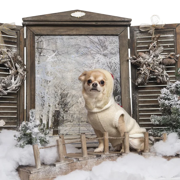 Chihuahua wystrojony w górze siedzi na moście w zimowej scenerii — Zdjęcie stockowe