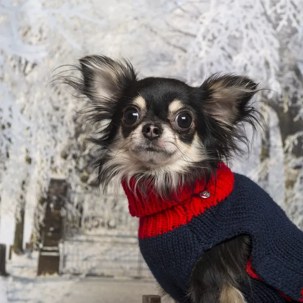 Close-up de um Chihuahua vestido em um cenário de inverno — Fotografia de Stock