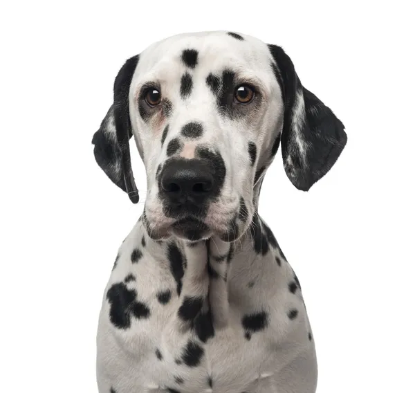 Close-up of a Dalmatian, 1 year old, isolated on white — Stock Photo, Image