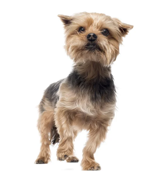 Yorkshire terrier standing, looking away, alert, 4 years old, is — Stock Photo, Image