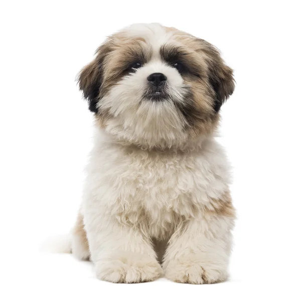 Front view of a Shih Tzu puppy lying, looking at the camera, 5 m — Stock Photo, Image