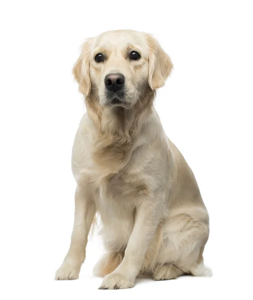 Golden Retriever sentado, alerta, 18 meses de edad, aislado en el blanco —  Fotos de Stock