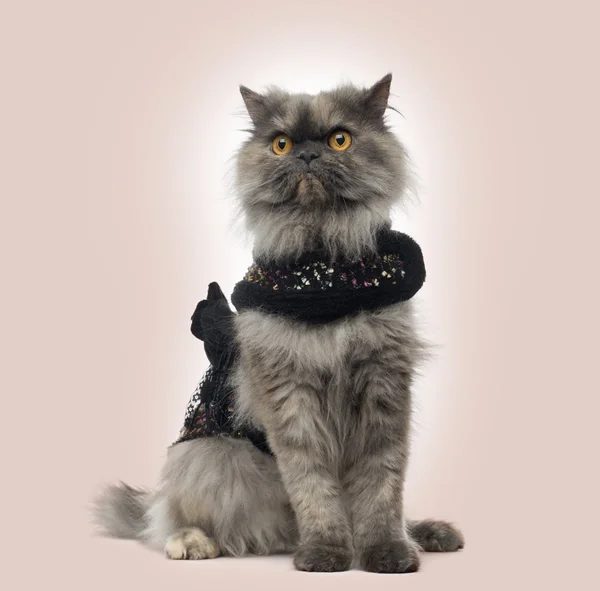 Grumpy Persian cat wearing a shiny harness, sitting, on a beige — Stock Photo, Image