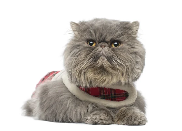 Persisk katt bär en tartan sele, liggande, tittar bort, isola — Stockfoto