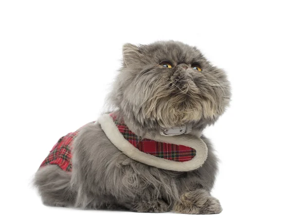 Perzische kat dragen een tartan harnas, liegen, isoleren opzoeken, — Stockfoto