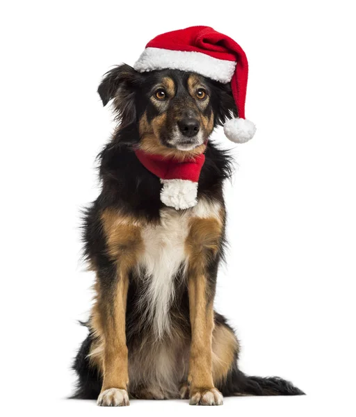 Fronteira collie com chapéu de Natal e cachecol, sentado, isolado em — Fotografia de Stock