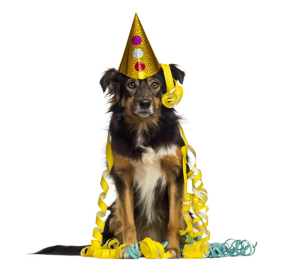 Front view of a Border collie partying, sitting, looking at the — Stock Photo, Image