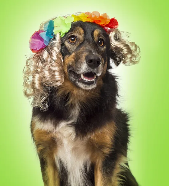 Close-up of a Border collie wearing a blond curly wig with flowe — Stock Photo, Image