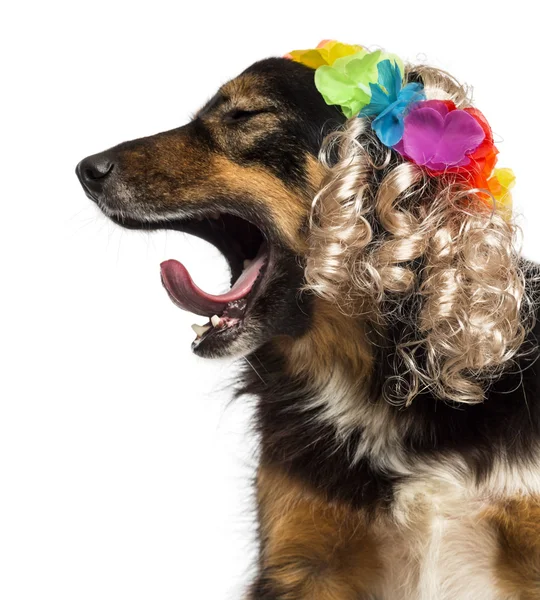 Side view of a Border collie with a blond wig, yawning, isolated — Stock Photo, Image