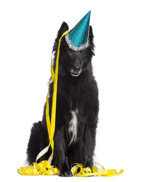 Vista frontal de un Groenendael sentado, con un sombrero de fiesta, aislado — Foto de Stock