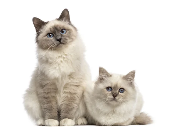 Birman gatos olhando para a câmera, isolado em branco — Fotografia de Stock