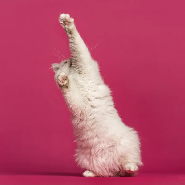 Передній вигляд кішки Бірман, що грає, впритул, на рожевому фоні — стокове фото