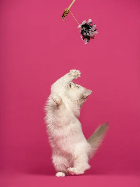 Birman cat playing, pawing up at a stick toy, on pink background — Stock Photo, Image