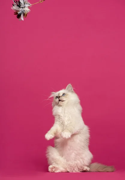 Birman cat on hind legs, looking up at a toy, on pink background — Stock Photo, Image