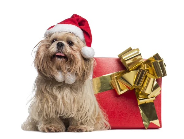 Shih tzu mit Weihnachtsmütze, neben einer Geschenkschachtel sitzend, isol — Stockfoto