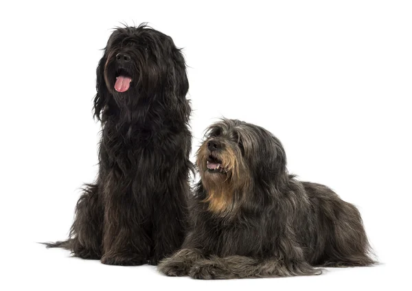 Casal de cães pastores catalães estar juntos, ofegante, isolado em — Fotografia de Stock