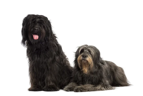 Couple of Catalan sheepdogs being together, panting, isolated on — Stock Photo, Image
