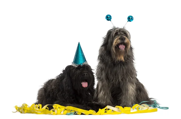 Katalan sheepdogs nefes nefese, parti şapkaları giyen iki ayrı tut — Stok fotoğraf