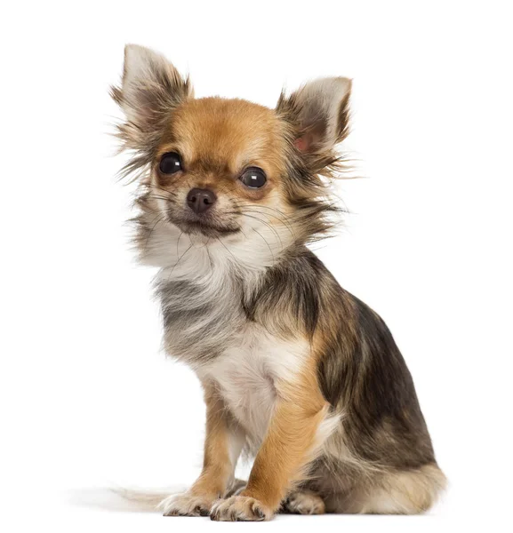 Chihuahua sitter, tittar på kameran, isolerad på vit — Stockfoto