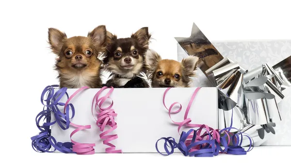 Group of Chihuahuas in a present box with streamers, isolated on — Stock Photo, Image