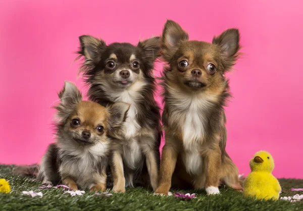 Group of Chihuahuas sitting in an easter scenery, looking at the — Stock Photo, Image