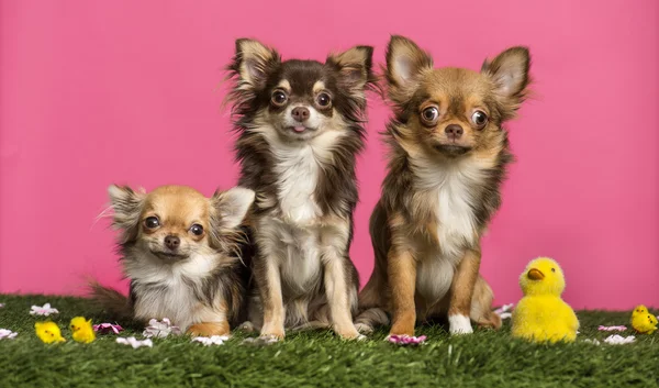 Group of Chihuahuas sitting in an easter scenery, looking at the — Stock Photo, Image