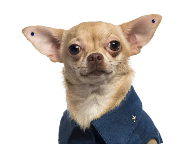 Gros plan d'un Chihuahua habillé portant des boucles d'oreilles, regardant — Photo