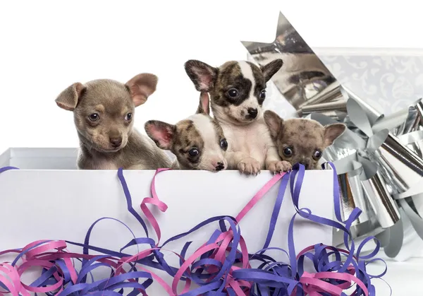 Grupo de filhotes de Chihuahua em uma caixa de presente com serpentinas, isol — Fotografia de Stock