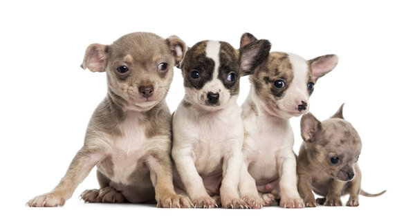 Group of Chihuahuas puppies sitting in a row, isolated on white
