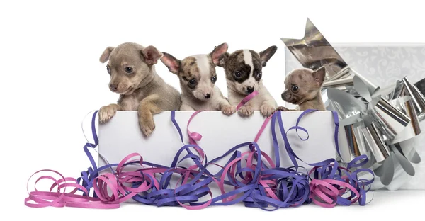Gruppo di cuccioli di Chihuahua in una confezione regalo con stelle filanti, isol — Foto Stock