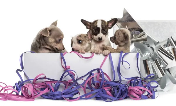 Группа щенков чихуахуа в коробке с лентами, изол — стоковое фото