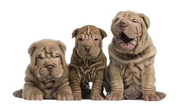 georgia shar pei puppies