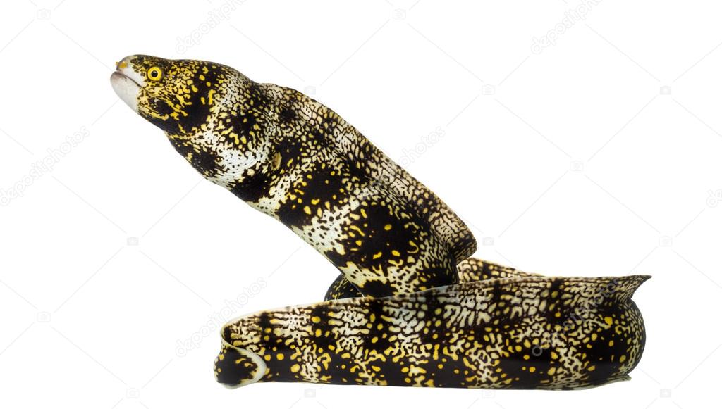 Side view of a Snowflake Moray, Echidna nebulosa, isolated on wh