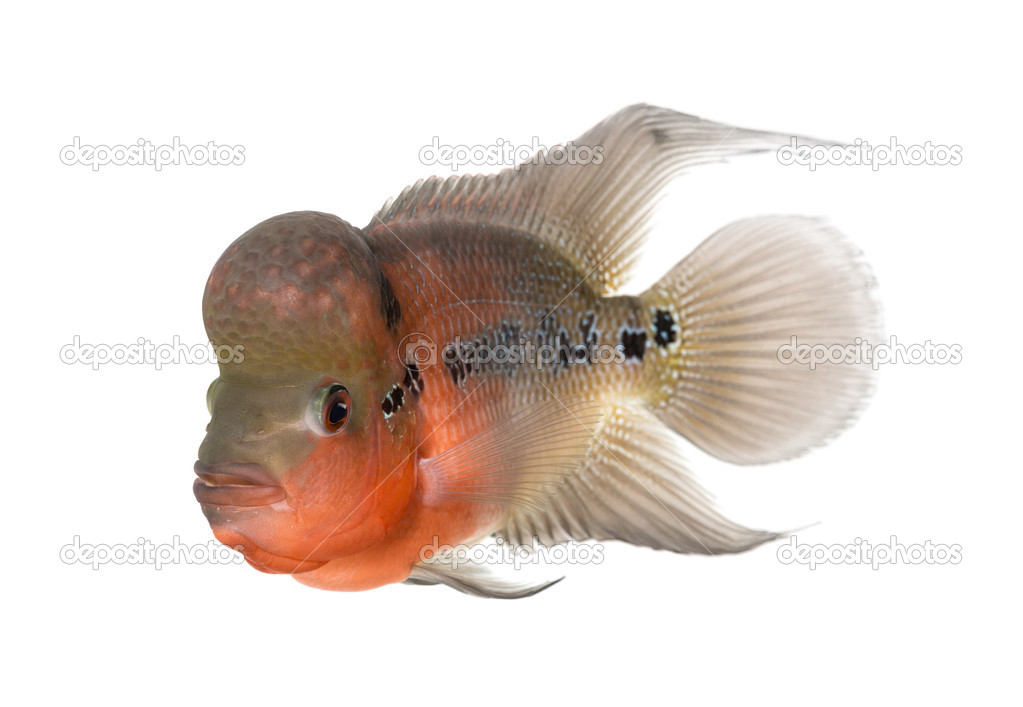 Living Legend, Flowerhorn cichlid, isolated on white