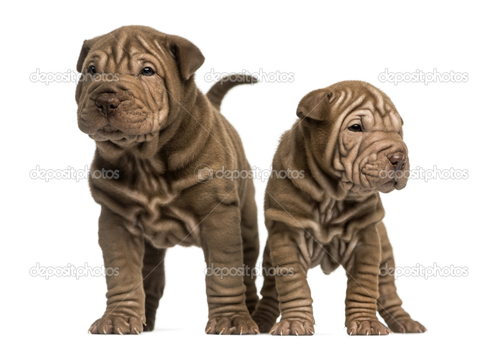 Front view of two Shar Pei puppies standing, isolated on white