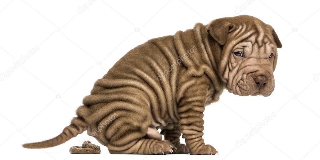 Side view of a Shar Pei puppy defecating, looking at the camera,