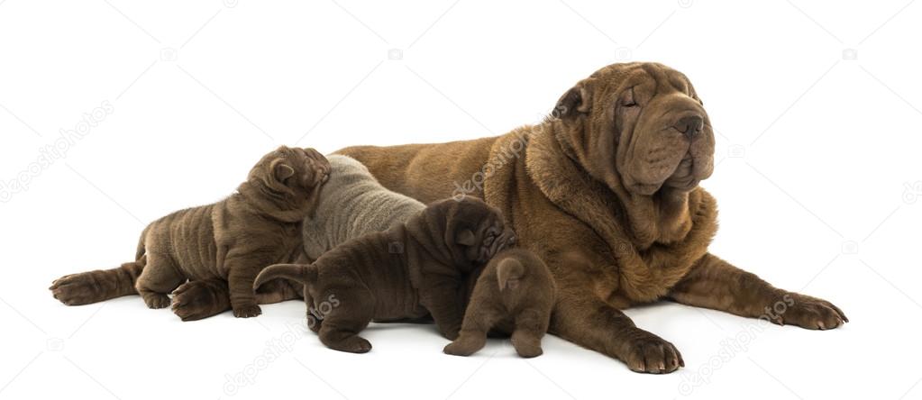 Shar Pei mom lying down, breastfeeding her puppies, isolated on