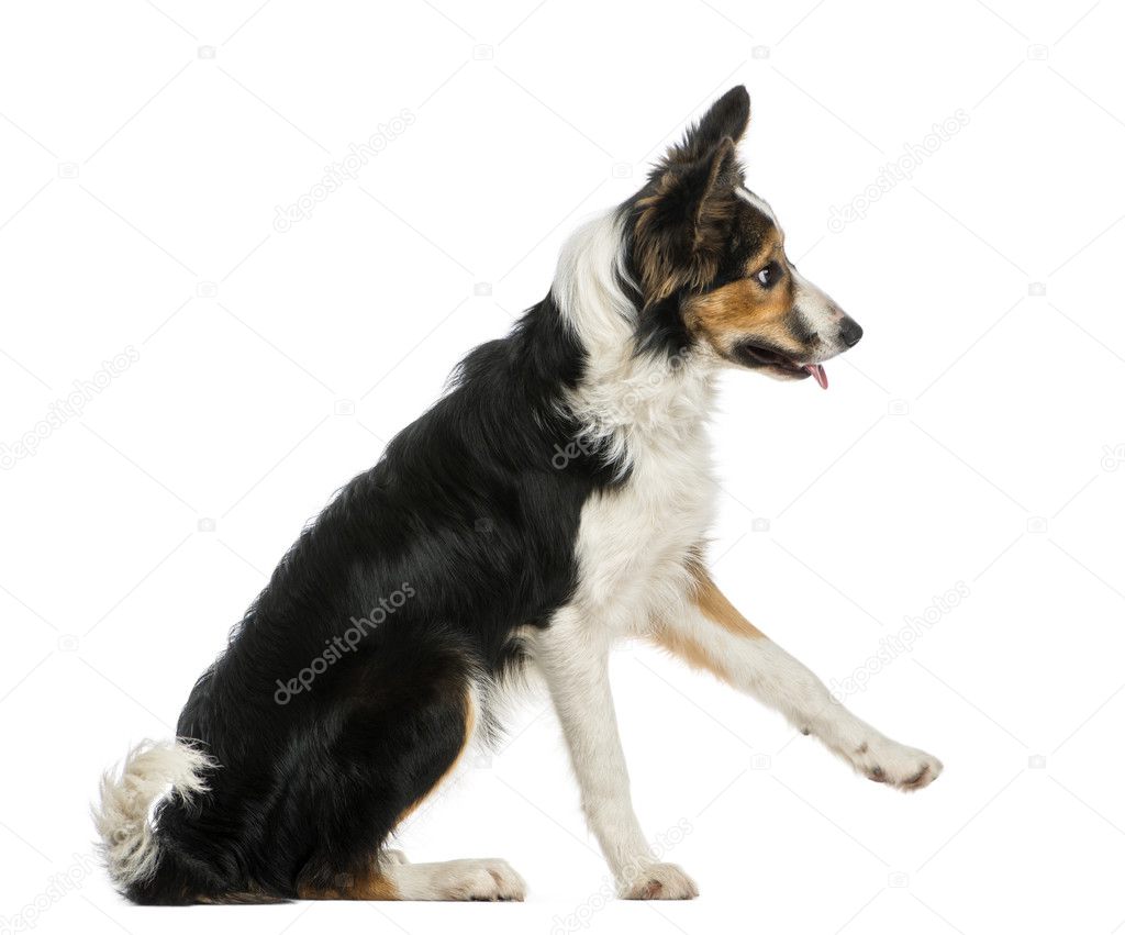 Side View Of A Border Collie Pawing Up Obeying Isolated On Whi Stock Photo Image By C Lifeonwhite Side View Of A Border Collie Pawing Up Obeying Isolated On Whi Stock Photo Image By C Lifeonwhite