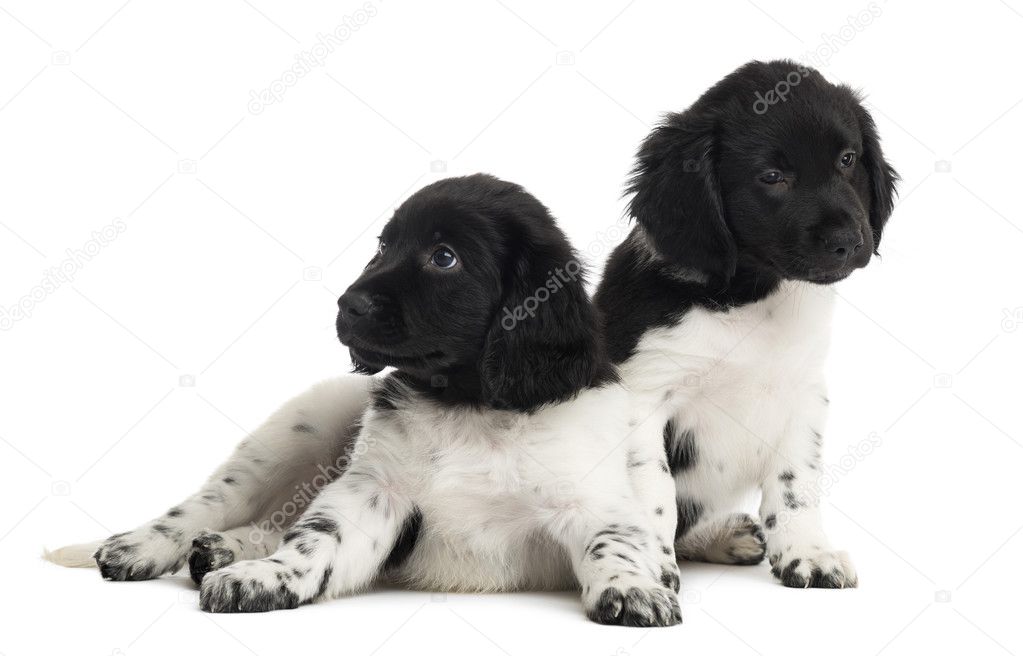 Two Stabyhoun puppies, isolated on white