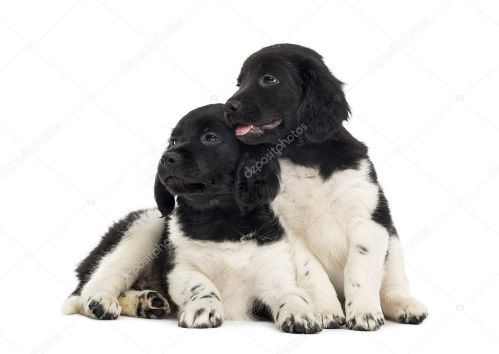 Two Stabyhoun puppies cuddling together, isolated on white