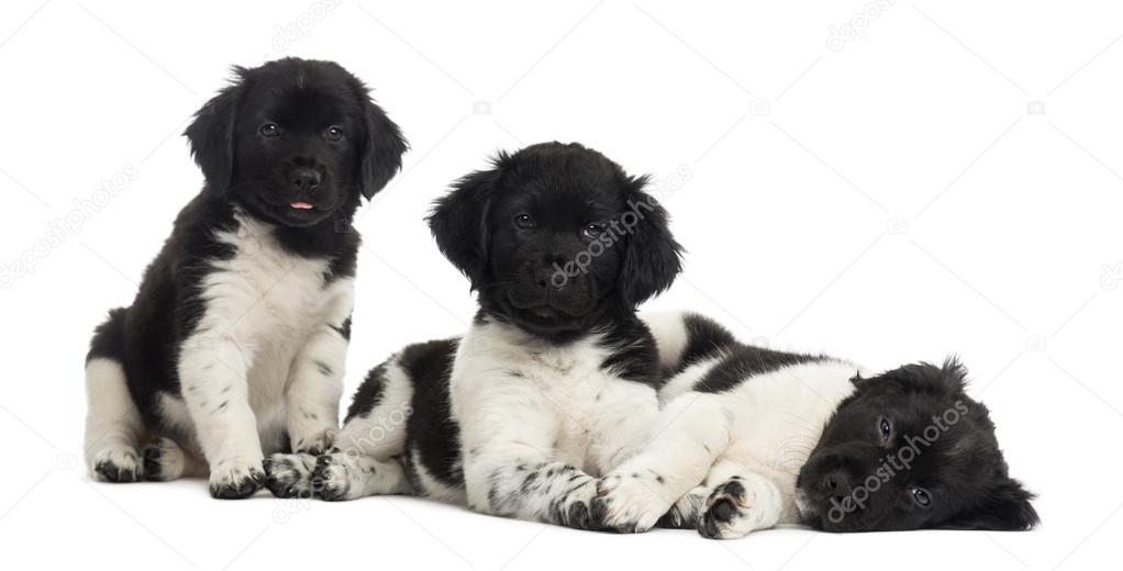 Group of Stabyhoun puppies in a row, isolated on white