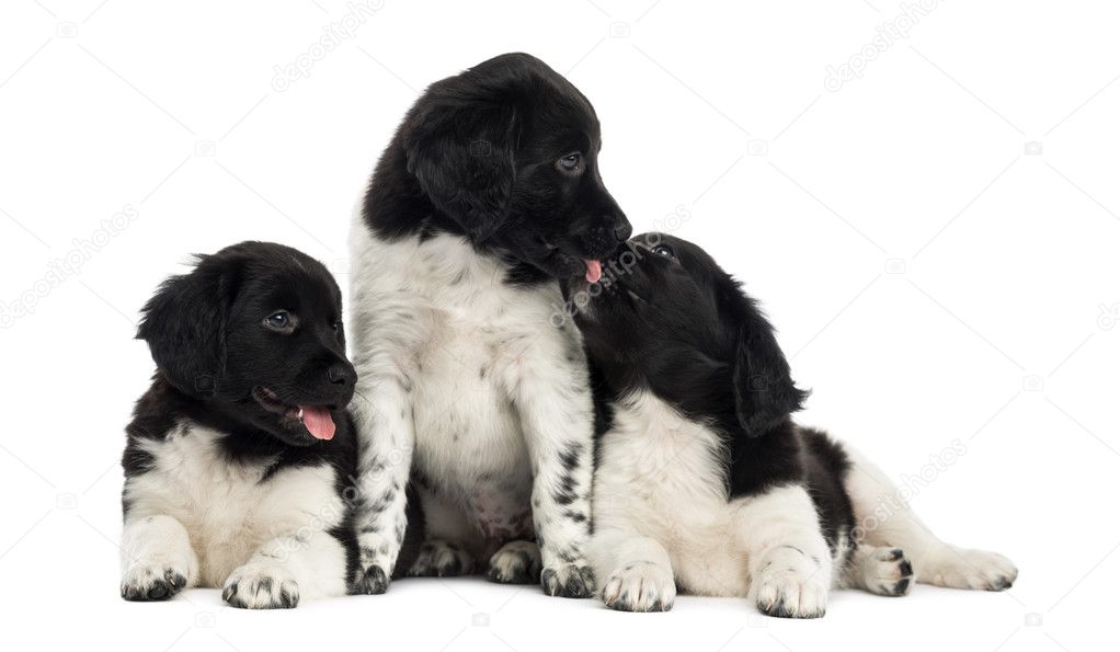 Group of Stabyhoun puppies cuddling, isolated on white